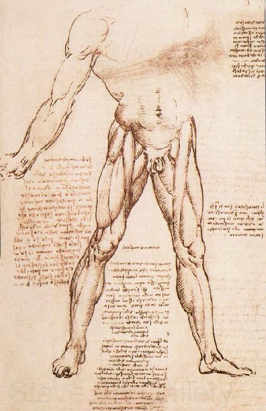 LEONARDO da Vinci Muscle structure of the thigh Norge oil painting art